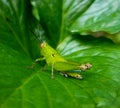 Grasshopper, Scientific name :- Bush crickets